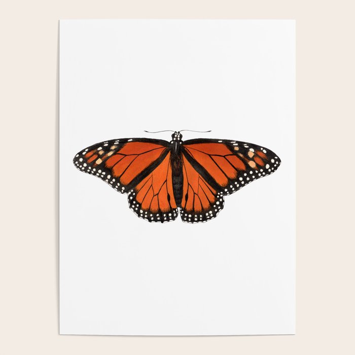 Monarch (Danaus plexippus) Poster Gallery Image 1