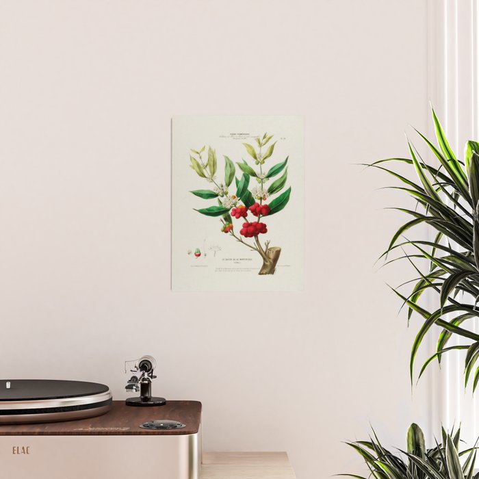 Coffee plant by Étienne Denisse from "Flore d'Amérique" (1843)  Poster Gallery Image 2