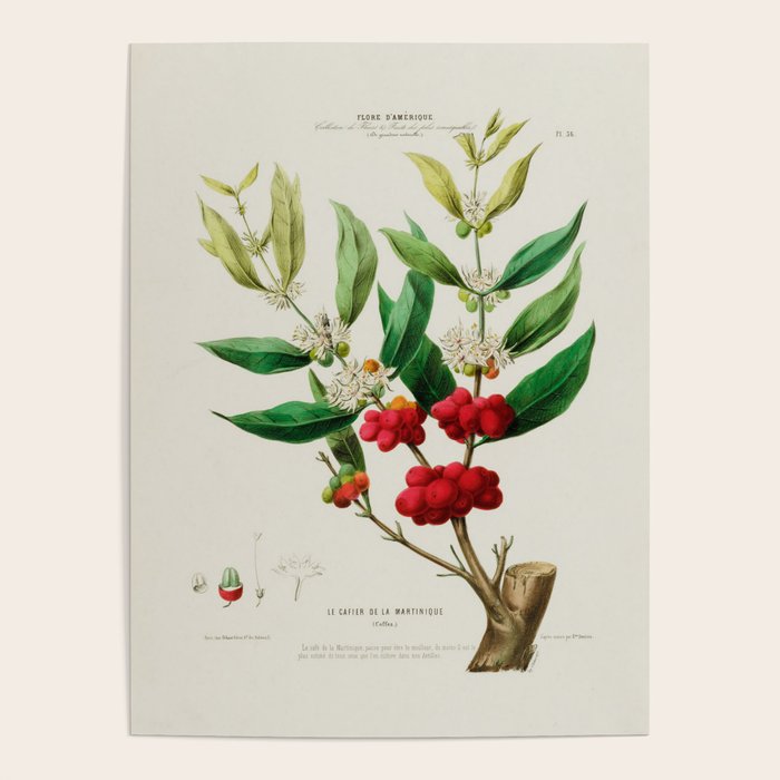 Coffee plant by Étienne Denisse from "Flore d'Amérique" (1843)  Poster Gallery Image 4