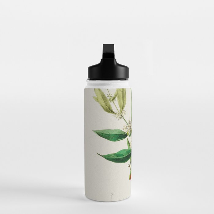 Coffee plant by Étienne Denisse from "Flore d'Amérique" (1843)  Water Bottle Gallery Image 3