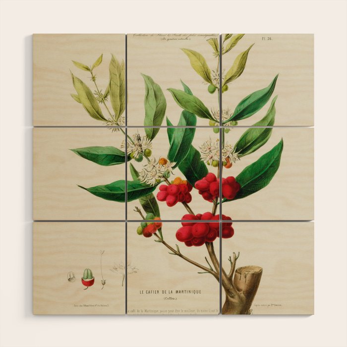 Coffee plant by Étienne Denisse from "Flore d'Amérique" (1843)  Wood Wall Art Gallery Image 1
