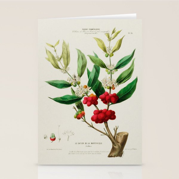 Coffee plant by Étienne Denisse from "Flore d'Amérique" (1843)  Stationery Card Gallery Image 2