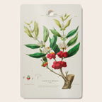 Coffee plant by Étienne Denisse from "Flore d'Amérique" (1843)  Cutting Board Gallery Image 1