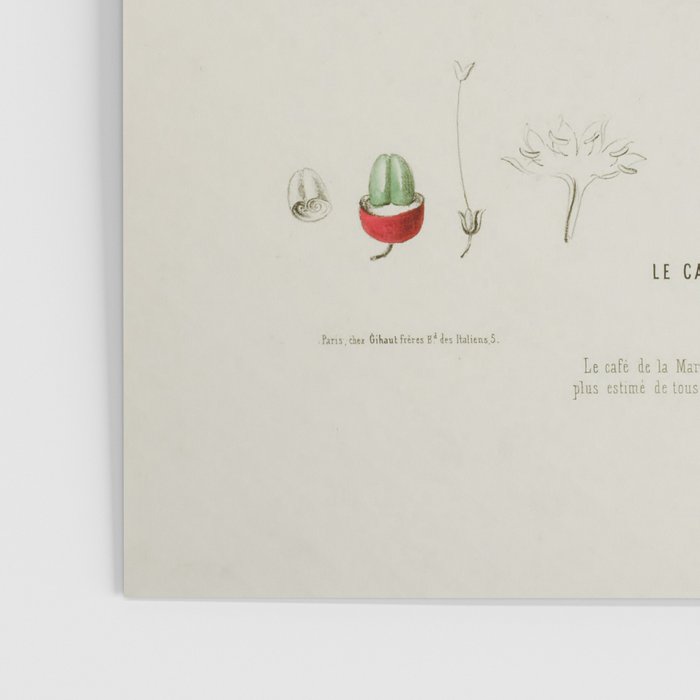 Coffee plant by Étienne Denisse from "Flore d'Amérique" (1843)  Poster Gallery Image 3
