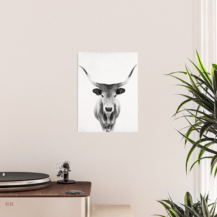 Wild Longhorn Cow Print - Black White Cow Portrait - Animal - Travel photograpy Poster Gallery Image 2