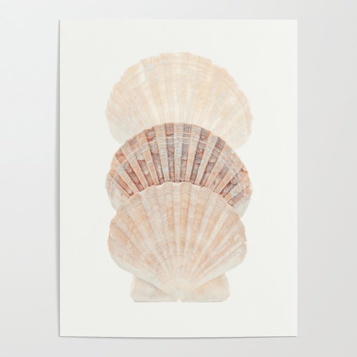 Beige Seashells Poster Gallery Image 4