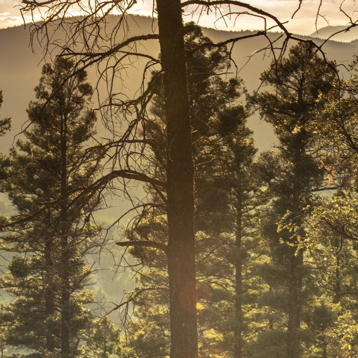 Mountain Forest New Mexico - Nature Photography Coffee Mug Gallery Image 2