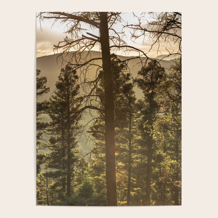 Mountain Forest New Mexico - Nature Photography Poster Gallery Image 1
