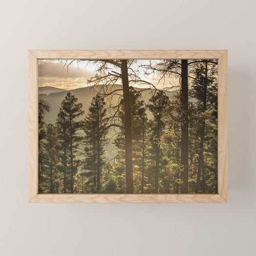 Mountain Forest New Mexico - Nature Photography Mini Art Print