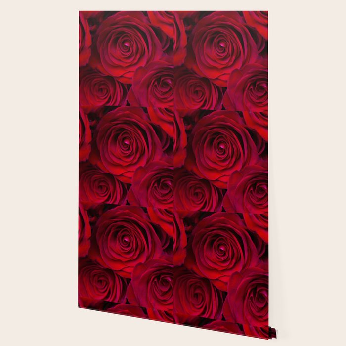 Red roses Wallpaper Gallery Image 2