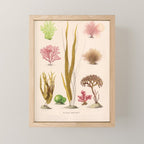 Algae from "Le Monde de la Mer," 1866 (benefitting The Nature Conservancy) Mini Art Print Gallery Image 1