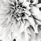 White flower ... Coffee Mug Gallery Image 2