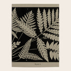 New England Ferns Poster Gallery Image 4