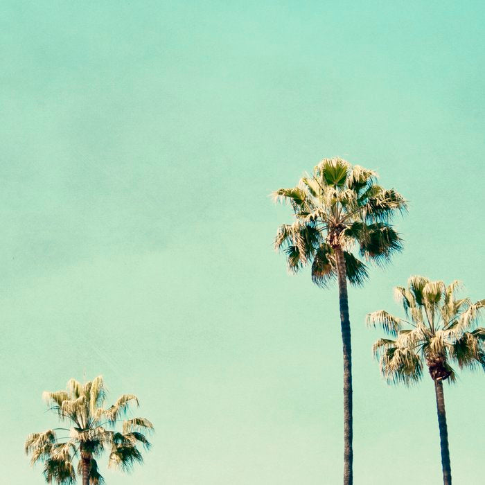 Palm Tree Photography Coffee Mug Gallery Image 2