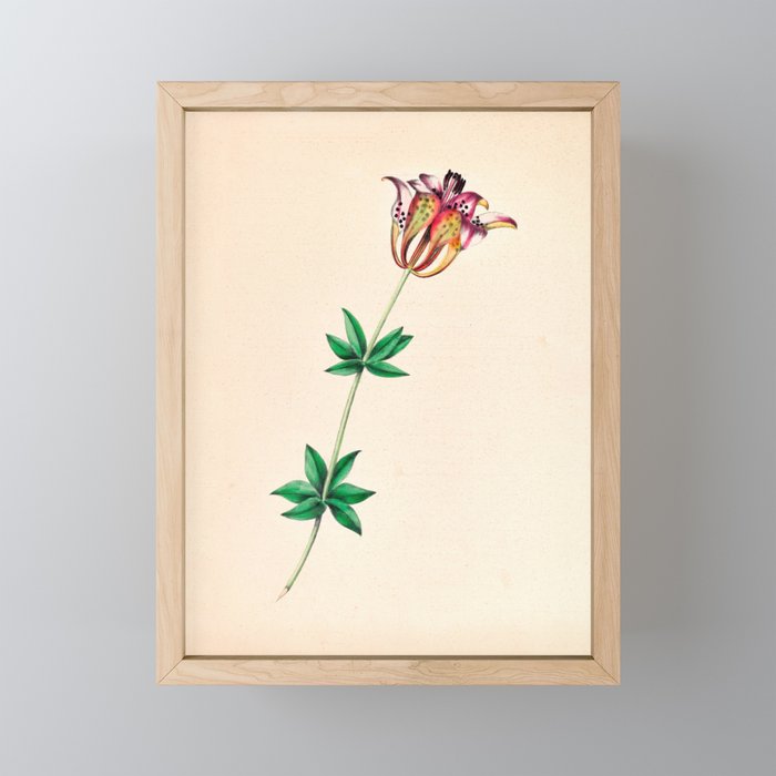  Wood lily by Clarissa Munger Badger, 1859 (benefitting The Nature Conservancy) Mini Art Print Gallery Image 1