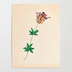  Wood lily by Clarissa Munger Badger, 1859 (benefitting The Nature Conservancy) Poster Gallery Image 4