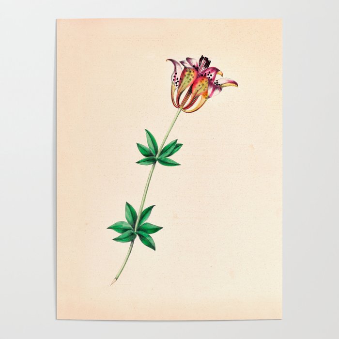  Wood lily by Clarissa Munger Badger, 1859 (benefitting The Nature Conservancy) Poster Gallery Image 4