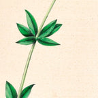  Wood lily by Clarissa Munger Badger, 1859 (benefitting The Nature Conservancy) Coffee Mug Gallery Image 2