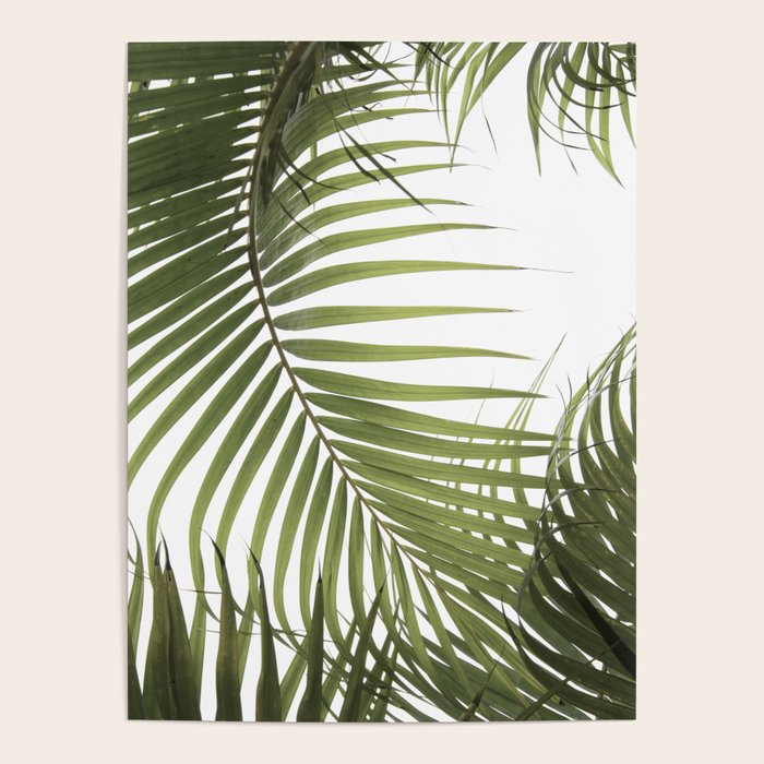 Palm Leaves Photo 01 Poster Gallery Image 4