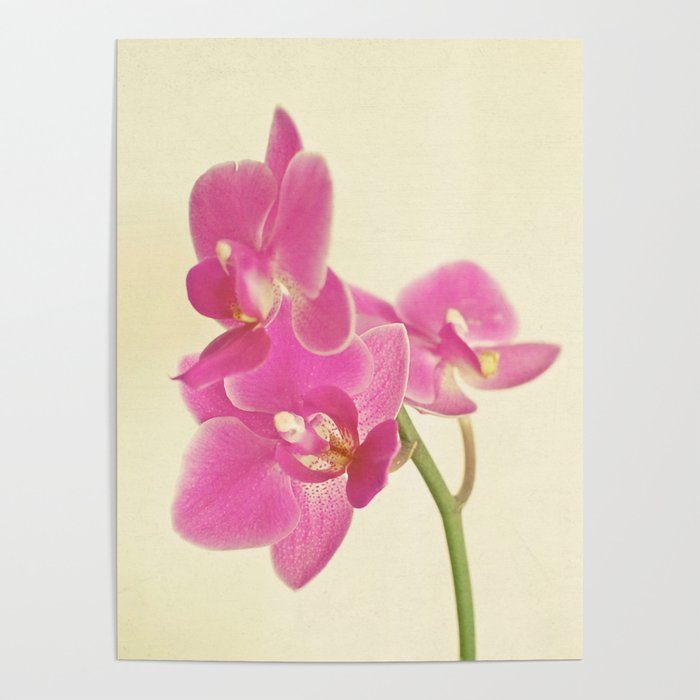 Pink Orchid Poster Gallery Image 4