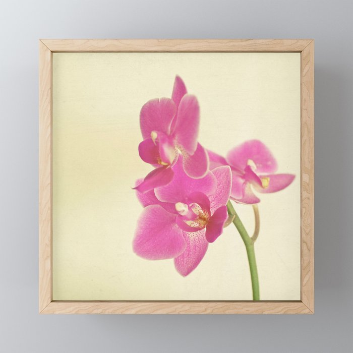Pink Orchid Mini Art Print Gallery Image 1