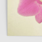 Pink Orchid Poster Gallery Image 3