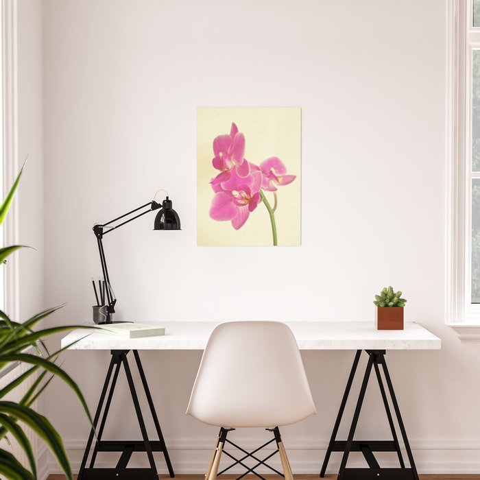 Pink Orchid Poster Gallery Image 2