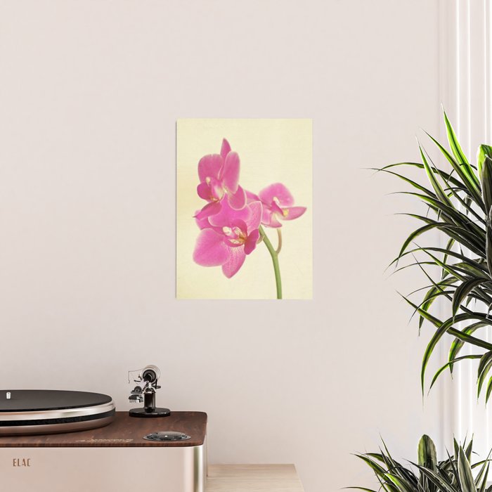 Pink Orchid Poster Gallery Image 2