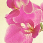 Pink Orchid Coffee Mug Gallery Image 2