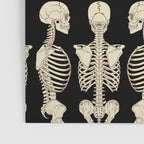 Skeletons Poster Gallery Image 3