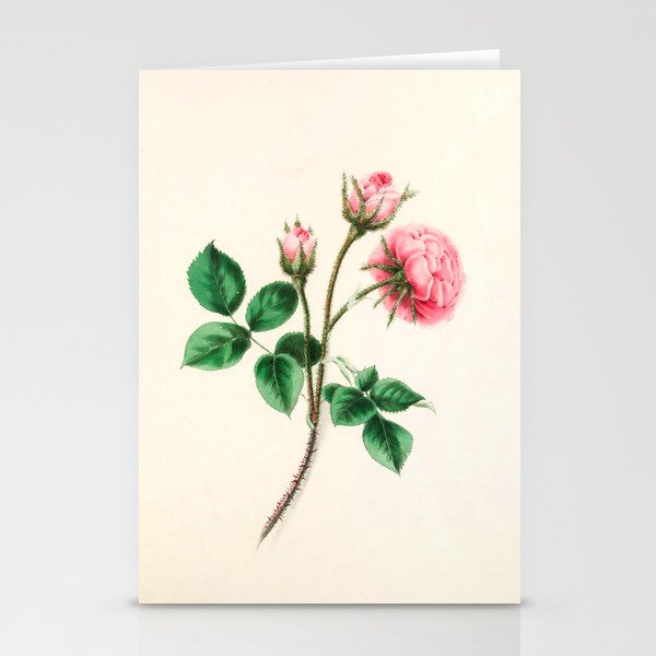  Moss rose by Clarissa Munger Badger, 1866 (benefitting The Nature Conservancy) Stationery Card Gallery Image 2