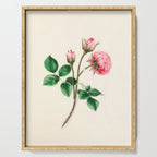  Moss rose by Clarissa Munger Badger, 1866 (benefitting The Nature Conservancy) Serving Tray Gallery Image 1