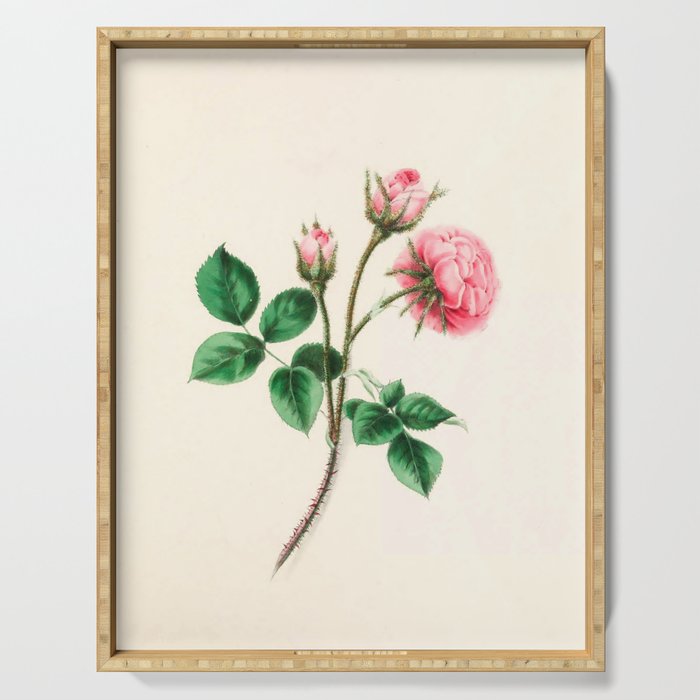  Moss rose by Clarissa Munger Badger, 1866 (benefitting The Nature Conservancy) Serving Tray Gallery Image 1
