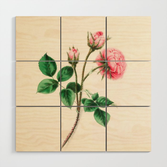  Moss rose by Clarissa Munger Badger, 1866 (benefitting The Nature Conservancy) Wood Wall Art Gallery Image 1
