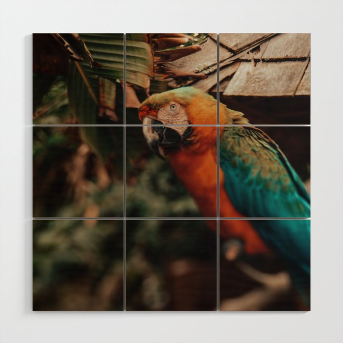 Macaw Wood Wall Art Gallery Image 1