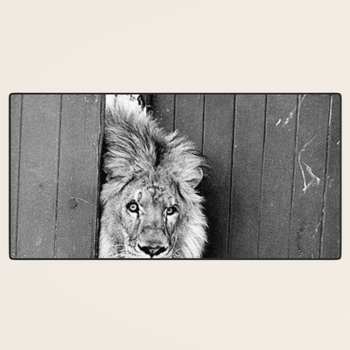 Beware of Dog black and white photograph of attack lion humorous black and white photography Desk Mat Gallery Image 3