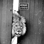 Beware of Dog black and white photograph of attack lion humorous black and white photography Coffee Mug Gallery Image 2