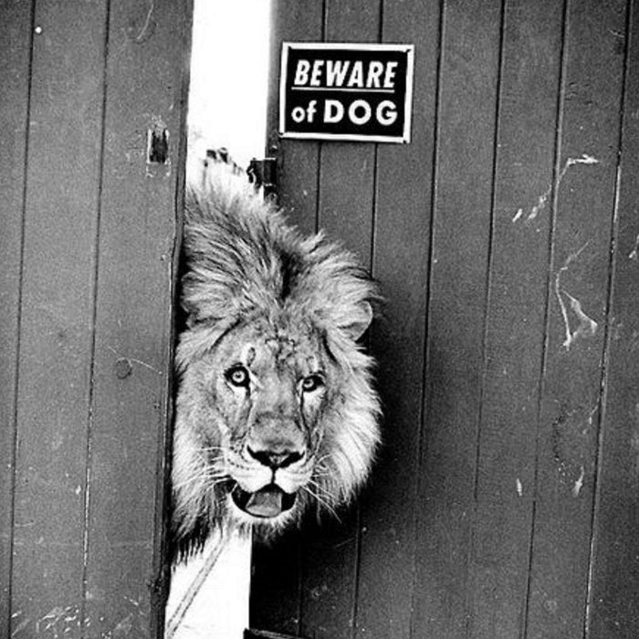 Beware of Dog black and white photograph of attack lion humorous black and white photography Coffee Mug Gallery Image 2