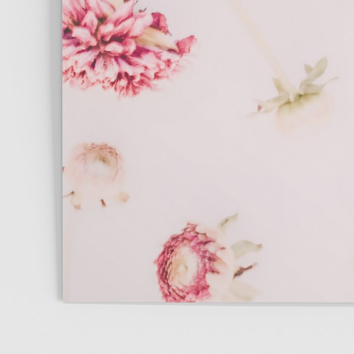 Strawflowers - Pink Flowers by Ingrid Beddoes Poster Gallery Image 3