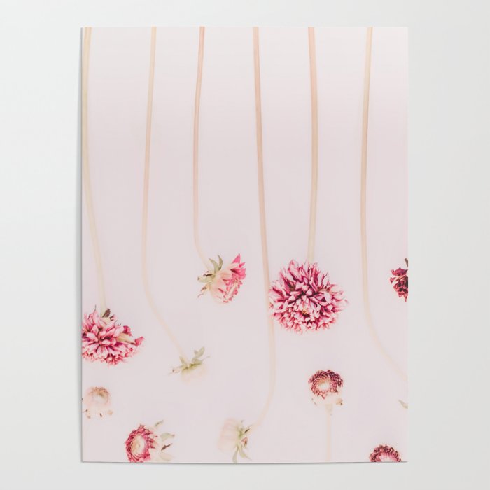 Strawflowers - Pink Flowers by Ingrid Beddoes Poster Gallery Image 1