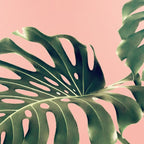 Monstera Blush Coffee Mug Gallery Image 2