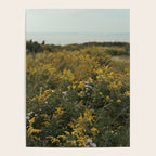 wildflower field by the sea - nature photograph autumn Poster Gallery Image 4