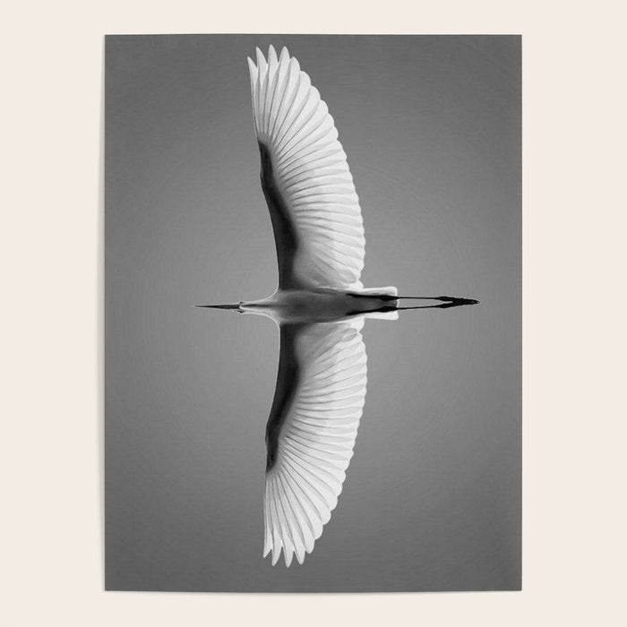 Wings of an Egret in Mid-flight black and white photography - black and white photographs Poster Gallery Image 1