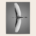 Wings of an Egret in Mid-flight black and white photography - black and white photographs Poster Gallery Image 4