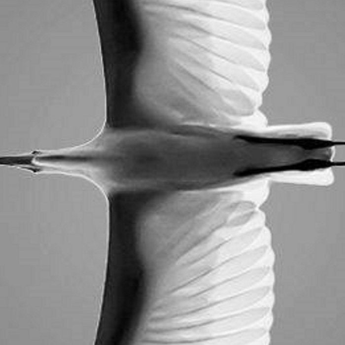 Wings of an Egret in Mid-flight black and white photography - black and white photographs Coffee Mug Gallery Image 2