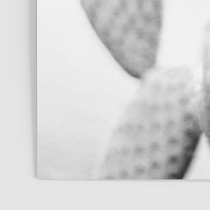 Black and white Cactus | Botanical film photography art Poster Gallery Image 3