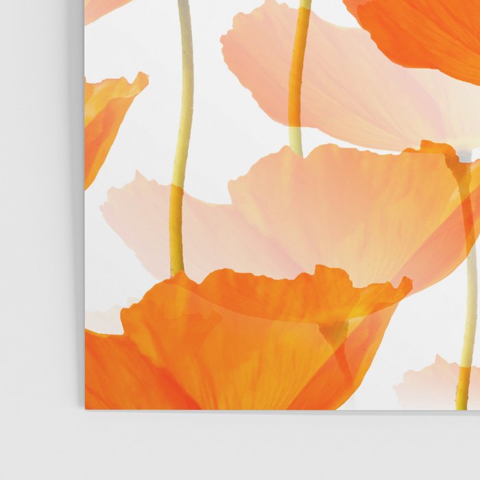 Orange Poppies On A White Background #decor #society6 #buyart Poster Gallery Image 3