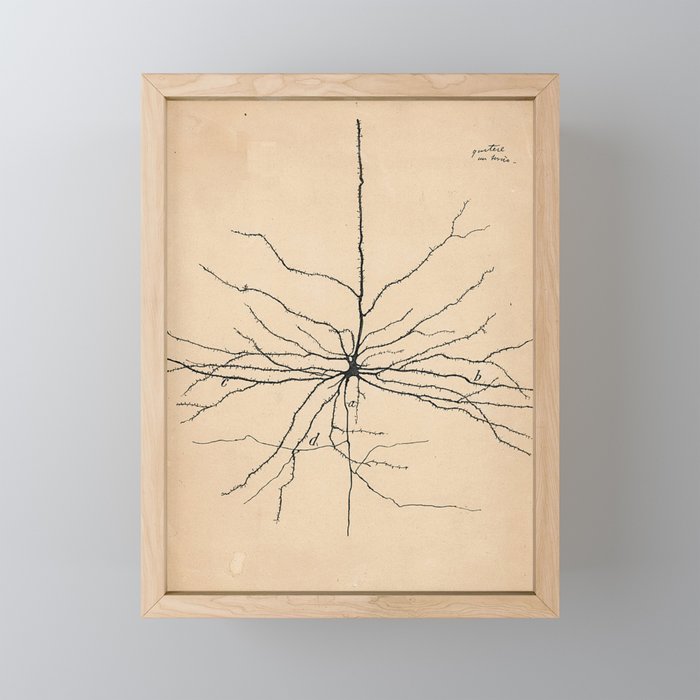 Santiago Ramon y Cajal Pyramida Neuron Drawing 1904 Mini Art Print Gallery Image 1