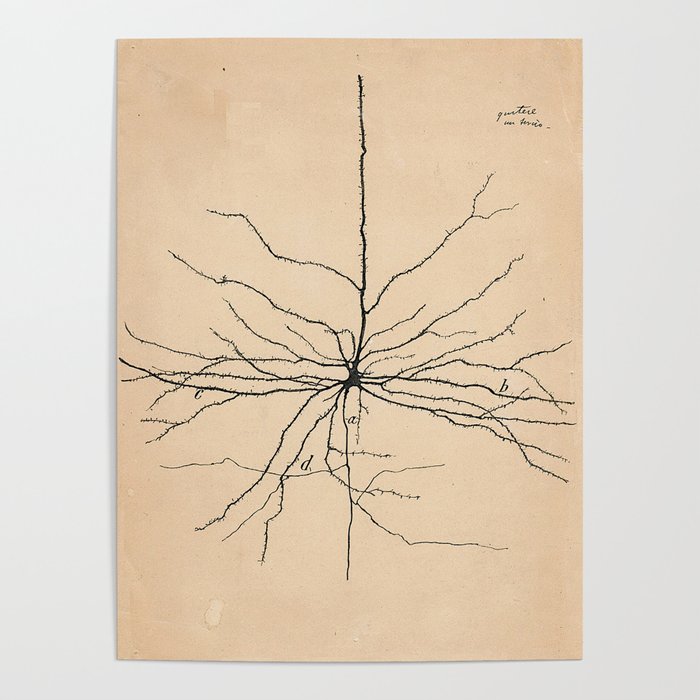 Santiago Ramon y Cajal Pyramida Neuron Drawing 1904 Poster Gallery Image 1