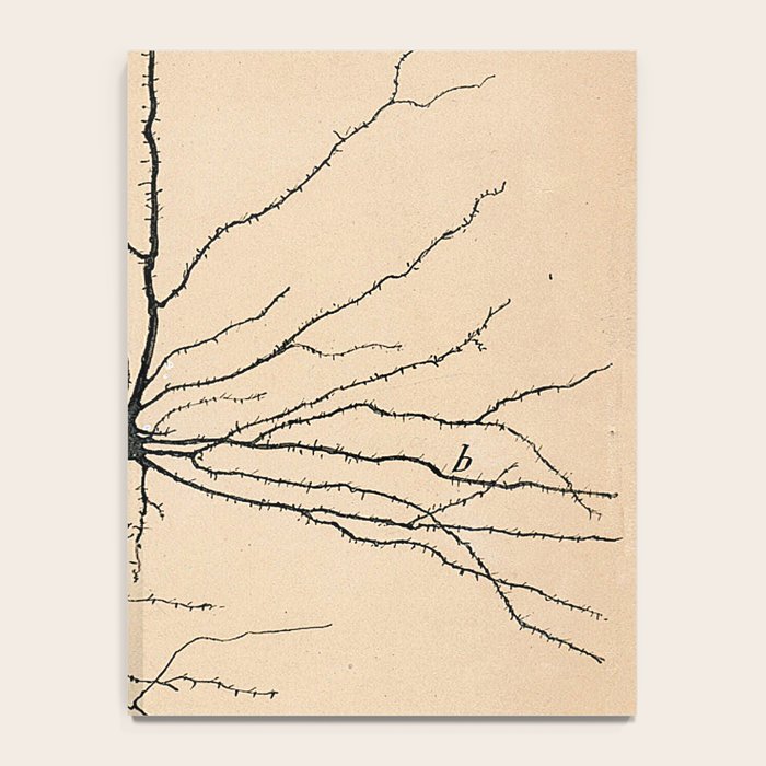 Santiago Ramon y Cajal Pyramida Neuron Drawing 1904 Notebook Gallery Image 4